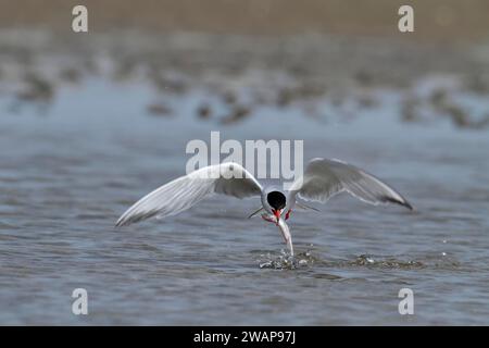 Common Tern (Sterna hirundo), foraging, successfully hunting for fish, with fish in its beak, Lower Saxon Wadden Sea National Park, East Frisian Islan Stock Photo