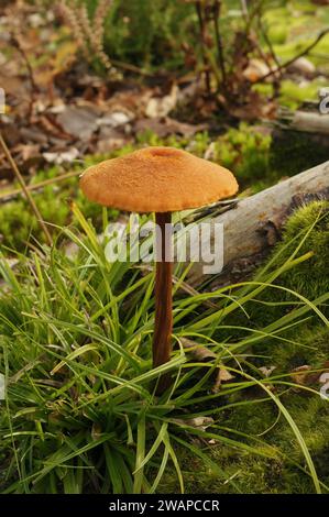 Natural vertical closeup on a cluster of emerging edible orange colored Scurfy Deceiver mushrooms, Laccaria proxima Stock Photo