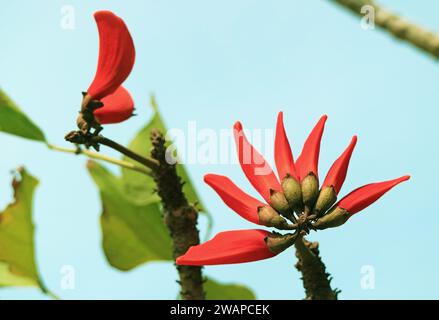 Beautiful Orange Red Flowers of Coast Coral Tree on Easter Island, Chile, South America Stock Photo