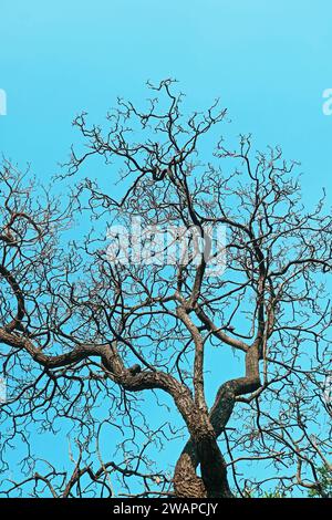 Large tree with dry branches standing against sunny blue sky Stock Photo