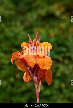 Indian Shot resp.Canna indica in public Park,Duesseldorf,Rhineland,Germany Stock Photo