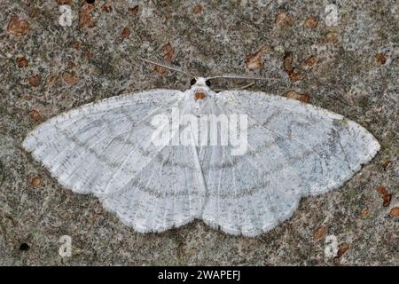 Detailed closeup on the Common White Wave geometer moth, Cabera pusaria with open wings Stock Photo