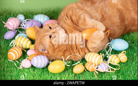 A funny ginger cat sleeping on back on artificial turf with colored Easter eggs Stock Photo