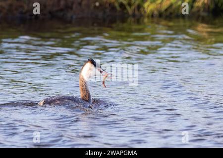Swimming adult Grebe (Podiceps cristatus) with a Little Loach (Cobitis taenia) as prey in beautiful daylight Stock Photo