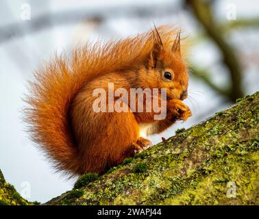 Eurasian Red Squirrel (Sciurus vulgaris), perched in a tree eating a nut, Perthshire, Scotland. Stock Photo