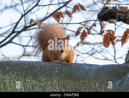 Eurasian Red Squirrel (Sciurus vulgaris) up a tree, Perthshire, Scotland. Stock Photo