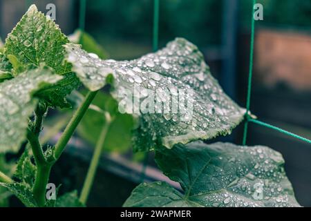 deep green colored wet cucumber leaf growing on a net in the garden, after the rain Stock Photo