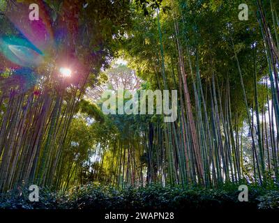 A scenic view of an idyllic forest with lush greenery and sunlight streaming through the trees Stock Photo