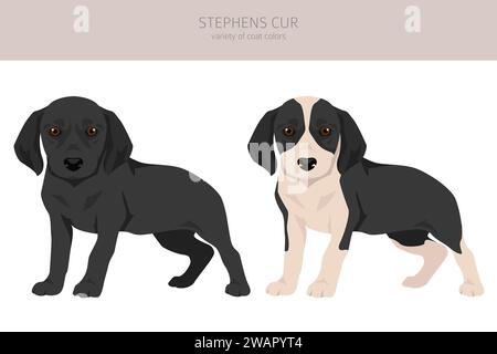 Stephens Cur puppies clipart. All coat colors set.  All dog breeds characteristics infographic. Vector illustration Stock Vector