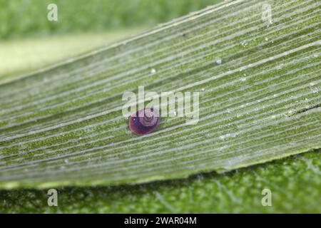 Egyptian black scale (Chrysomphalus aonidum), known also as Florida red scale. Polyphagous species pest with a preference for citrus. Stock Photo