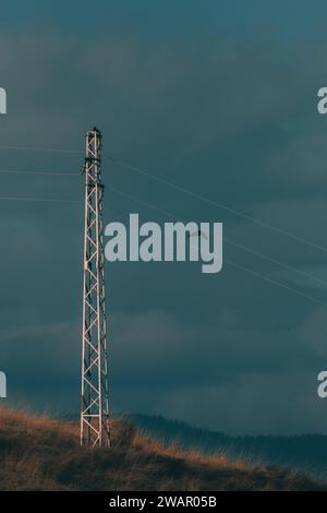 Big bird flying to a steel electrical pole. Stock Photo