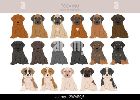 Tosa Inu clipart. Different poses, coat colors set. Vector illustration ...
