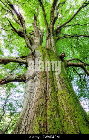 Ancient mighty beech tree in the Sababurg primeval forest nature reserve Stock Photo