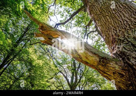 Old broken branch in backlight with sun star Stock Photo