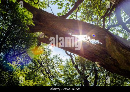 Old broken branch in backlight with sun star Stock Photo