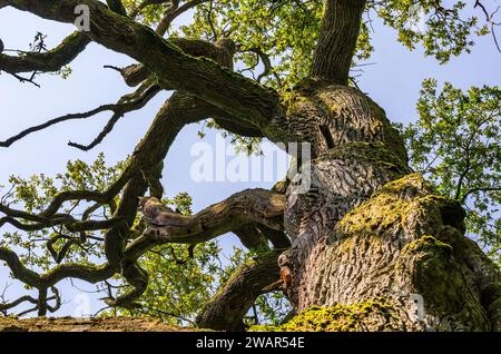 Old gnarled oak trunk in the Saba jungle, Germany Stock Photo