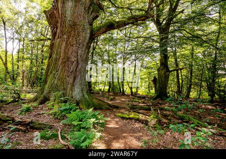Gnarled oak, Sababurg primeval forest - Hesse, Germany Stock Photo