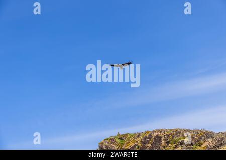 In the clear skies over the Lofoten Islands, a white-tailed eagle flies with wings fully spread, as another eagle observes from a rocky outcrop Stock Photo
