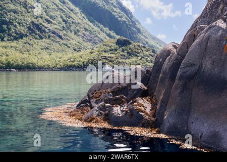 A seagull rests on the sunlit, seaweed-strewn rocks of Lofoten, Norway, with verdant mountain slopes rising steeply in the background Stock Photo