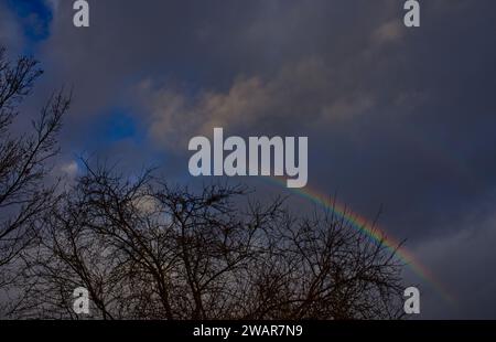 Double rainbow over some leafless tree tops in a gray-blue cloudy sky Stock Photo