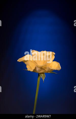 Romantic Yellow Rose on Blue Black Background Stock Photo