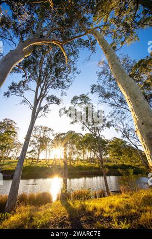 A tranquil lake surrounded by towering evergreen trees in the heart of a lush forest Stock Photo