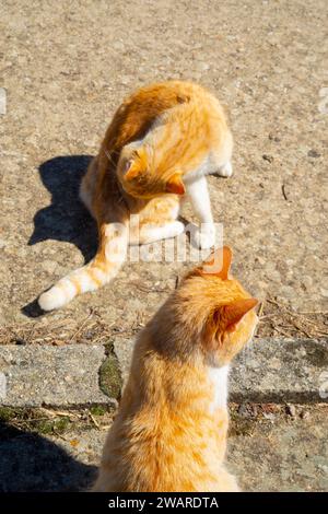 Tabby and white cat licking itself and sunbathing Stock Photo - Alamy