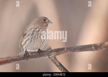 Female House Finch perching on a tree Stock Photo