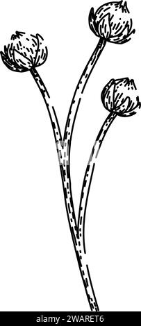 dry flax sketch hand drawn vector Stock Vector Image & Art - Alamy