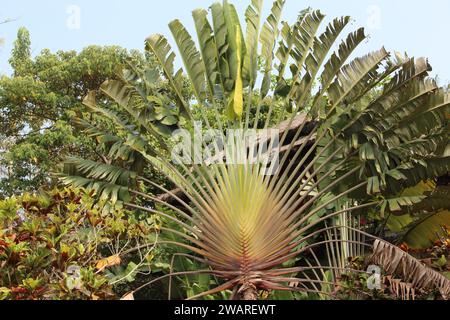 A lush and majestic deciduous tree rising high in the sky with large, vibrant leaves providing a pleasant natural aesthetic to any environment Stock Photo