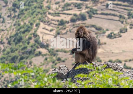 Gelada Baboon (Theropithecus gelada) pair mating in the Simien Mountains, Ethiopia Stock Photo