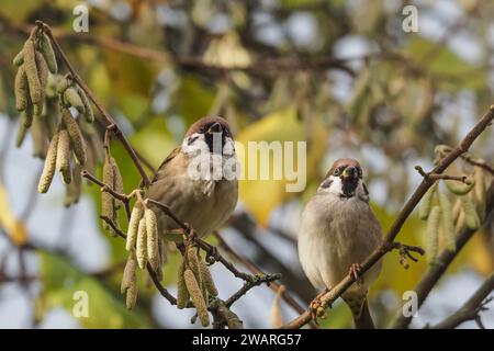 Two tree sparrows sitting on a branch in an autumnal hazel bush Stock Photo