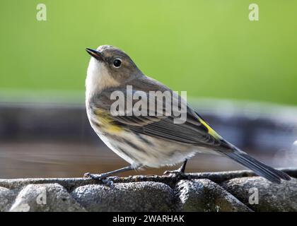 Closeup of a female yellow-rumped warbler perched on a bird bath Stock Photo
