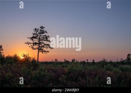 Solitary tree in a field with the setting sun behind it. Stock Photo