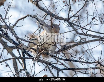 A gray squirrel balances percariously on tree branches as it reaches for a berry. Stock Photo