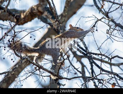 A gray squirrel balances percariously on tree branches as it reaches for a berry. Stock Photo