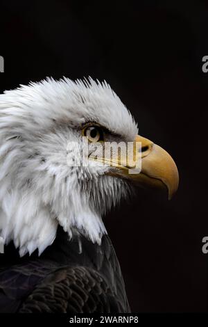 Side profile of a female bald eagle Stock Photo