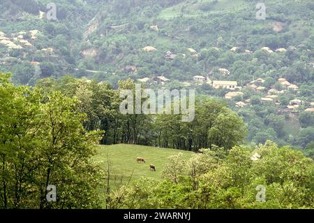 Vrancea County, Romania, approx. 1996. Summer landscape with cows in a mountain pasture. Stock Photo