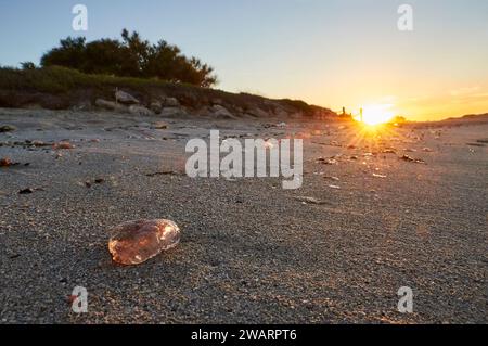 Mauve stinger jellyfish stranded on the shore by the surf in Ses Platgetes beach in Es Caló (Formentera, Balearic Islands, Mediterranean sea, Spain) Stock Photo