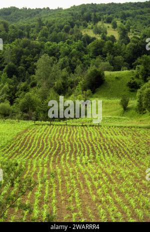 Corn field in springtime in Vrancea County, Romania, approx. 1996 Stock Photo