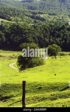 Vrancea County, Romania, approx. 1996. Summer landscape with cows in a mountain pasture. Stock Photo