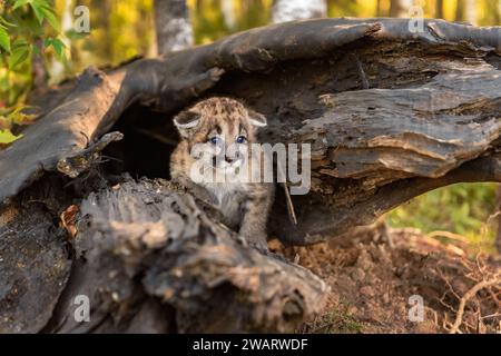 Cougar Kitten (Puma concolor) Ears Down Stands Inside Log Autumn - captive animal Stock Photo