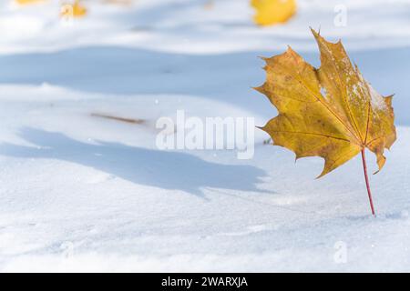 winter in the park, maple leaf casting a shadow on the snow Stock Photo
