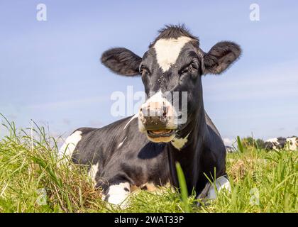 One cow lying down, showing teeth while chewing, relaxed and happy in the green grass field in the Netherlands Stock Photo