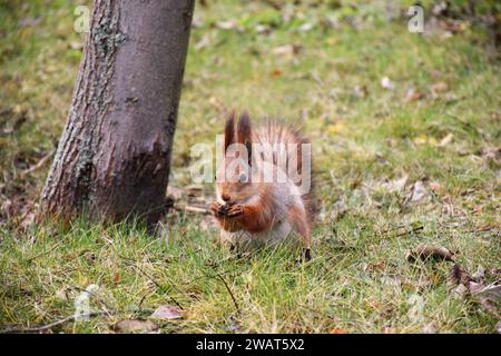 Funny red squirrell standing in the forest like Master of the Universe. Comic animal Stock Photo