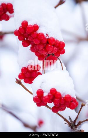 Winter Frozen Viburnum Under Snow, First snow. Beautiful winter Stock Photo