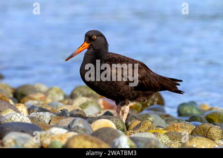 Black Oystercatcher on pebble shoreline Stock Photo