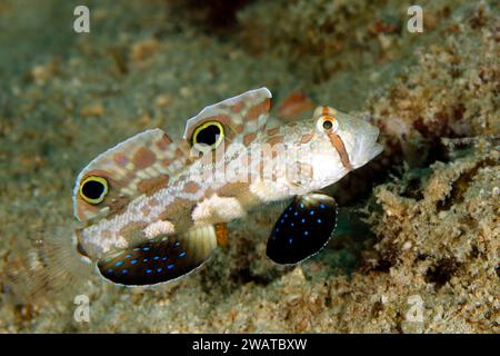 Twin-spot Goby (Signigobius biocellatus, aka Crab-eyed Goby). Triton Bay, West Papua, Indonesia Stock Photo