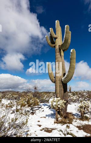 Saguaro cactus in snow in the desert near Tucson, Arizona Stock Photo