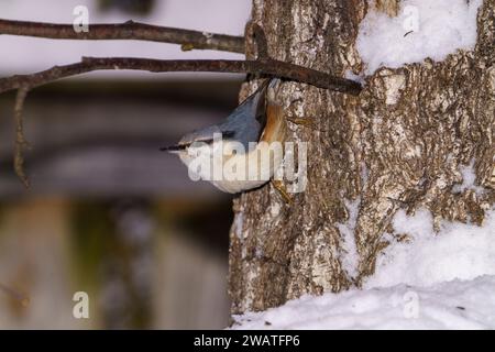 Sitta europaea Family Sittidae Genus Sitta Eurasian nuthatch Wood nuthatch wild nature bird photography, picture, wallpaper Stock Photo